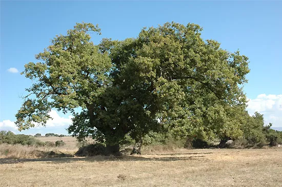 Quercia secolare