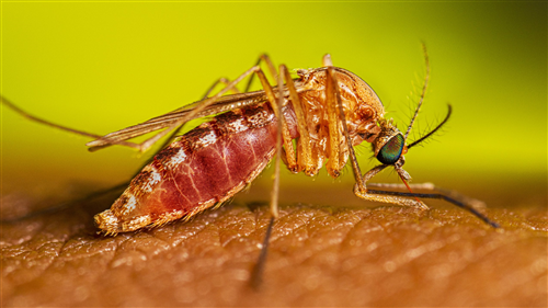 Adozione di misure di prevenzione e di controllo della West Nile Disease (Febbre del Nilo Occidentale).